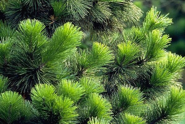 aghi per il trattamento della prostatite